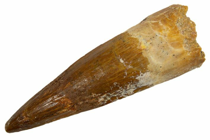 Fossil Spinosaurus Tooth - Real Dinosaur Tooth #324845